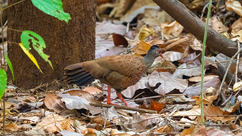 Red Spurfowl